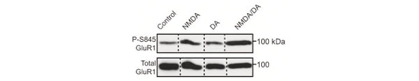 Top-Cited GluR1 Ser845 Antibody