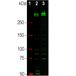 Western blot of dividing HeLa cell cultures (2) and HEK293 cell cultures (3) showing specific immunolabeling of the ~345/395 Ki-67 isoforms.