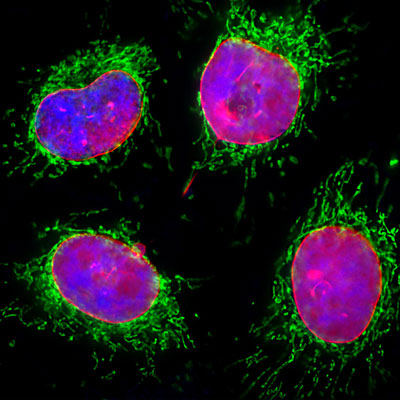 Immunostaining of HeLa cells showing strong nuclear lamina staining with anti-Lamin A/C (cat. 1027-LAM, red, 1:2000) and anti-HSP60(green). The blue is Hoechst staining to reveal nuclear DNA.