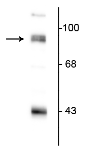 Western blot of rat hippocampal lysate showing specific immunolabeling of the ~95 kDa PSD-95 protein. 