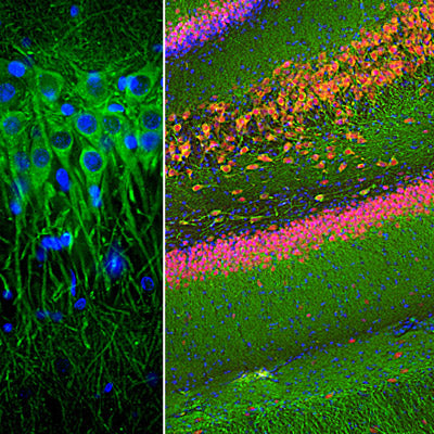 Immunostaining of rat hippocampus showing specific labeling of neuronal dendrites and perikarya with Anti-Microtubule Associated Protein 2 in green, FOX3 in red and nuclei in blue.