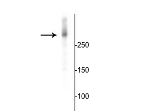 Western blot of mouse cortical lysate showing specific immunolabeling of the ~280 kDa MAP2 protein.