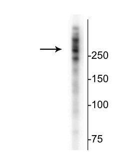 Western blot of rat cortical lysate showing specific immunolabeling of the ~280 kDa MAP2 protein.