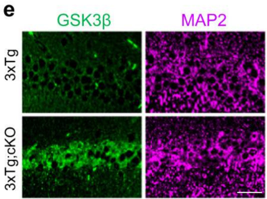 Immunolabeling for GSK3β (green) and MAP2 (cat. 1099-MAP2; magenta) in hippocampal CA1 neurons in 9-month-old 3xTg and 3xTg;cKO mice. Image from publication CC-BY-4.0. PMID: 37919281