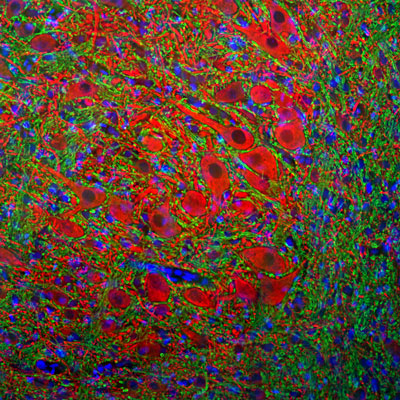 Immunofluorescence of a section of rat brain stem showing specific labeling of MAP2 (cat.1099-MAP2, 1:2000, red) in the perikarya and dendrites of neurons and specific labeling of the myelin sheath around axons with anti-MBP ( cat.1120-MBP , 1:5000, green). The blue is DAPI revealing nuclear DNA.
