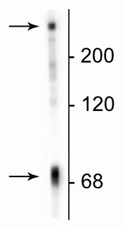 Western blot of neonatal rat brain lysate showing specific immunolabeling of the ~70 kDa MAP2C/D proteins and the ~280 kDa MAP2A/B proteins.