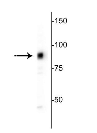 Western blot of HeLa lysate showing specific immunolabeling of the ~80 kDa MARCKS protein. 