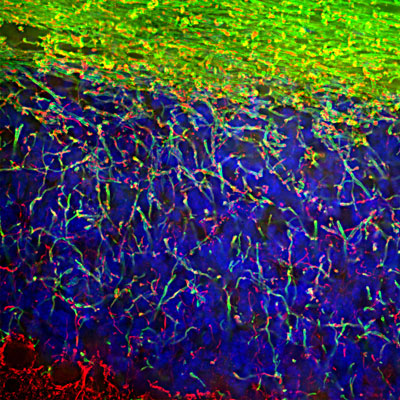 Immunofluorescence of a section of rat cerebellum showing specific labeling of myelin basic protein (cat. 1120-MBP, 1:5000, green) in the oligodendrocytes and myelin sheathes around axons. The section is colabeled with Anti-NFL (red) labeling dendrites and axons of neuronal cells. The blue stains nuclear DNA.