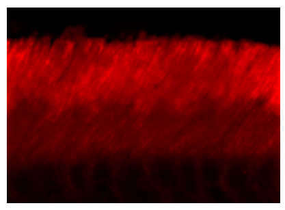 Immunohistochemical staining of adult mouse retina showing specific immunolabeling of the ABCA4 protein (red, 1;100). Photo courtesy of Mary Raven, University of California, Santa Barbara, CA.