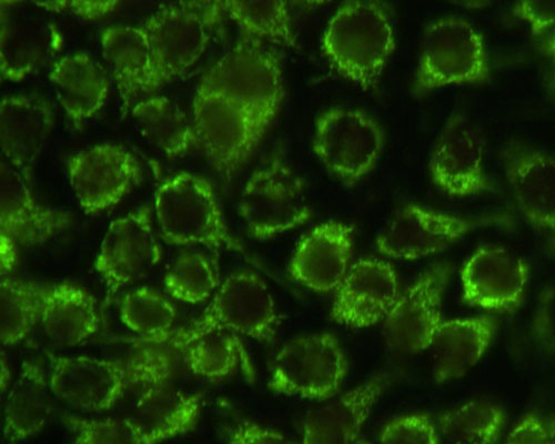 Immunofluorescence of HeLa cells labeled with anti-mitochondria antibody (1:100, green).