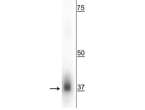 Western blot of mouse whole brain lysate showing specific immunolabeling of the ~38 kDa Mff protein.