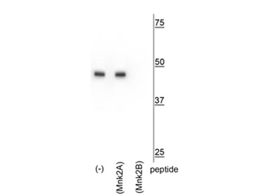 Western blot of HeLa lysate showing specific immunolabeling of the ~47 kDa Mnk2b isoform in the first lane (-). Specificity is shown in the third lane (Mnk2b) where immunolabeling is blocked by preadsorption of the Mnk2b peptide used as the antigen, but not by the Mnk2a peptide in the second lane.