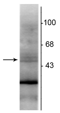 Western blot of rat hippocampal lysate showing specific immunolabeling of the ~48 kDa RXR-β protein. 