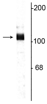 Western blot of rat hippocampal lysate showing specific immunolabeling of the ~115 kDa APP protein. 