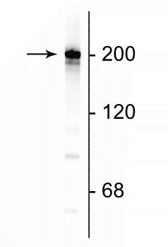 Western blot of rat cortical lysate showing specific immunolabeling of the ~200 kDa NF-H protein.