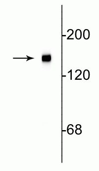 Western blot of rat cortical lysate showing specific immunolabeling of the ~145 kDa NF-M protein.