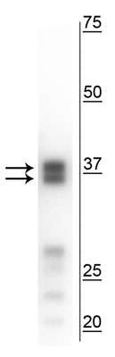 Western blot of mouse liver lysate showing specific immunolabeling of the ~35, 38 kDa arginase I protein.