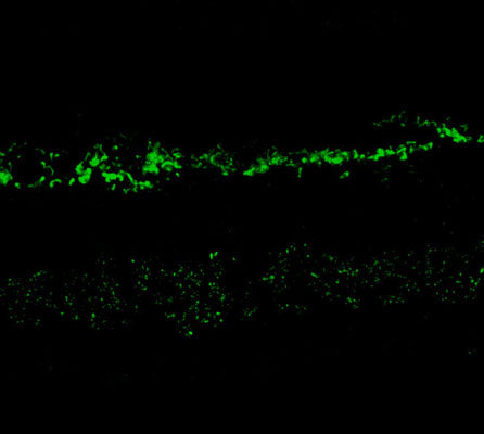 Immunostaining of rabbit retina showing NR2A (1:1000, green) in the rod and cone photoreceptors in the outer plexiform layer as well as the entire inner plexiform layer.