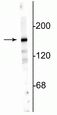 Western blot of 10 µg of rat hippocampal lysate showing specific immunolabeling of the ~180 kDa NR2A subunit. 