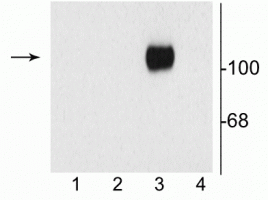 Western blot of 10 µg of HEK 293 cells showing specific immunolabeling of the ~120 kDa NR1 subunit of the NMDA receptor containing the C1 splice variant insert (in lane 3). 1) HEK cells without NR1 expression; 2) NR1 subunit containing only the C2 Insert; 3) NR1 subunit containing the C1 and C2' Insert; 4) NR1 subunit containing the N1 and C2' insert. 