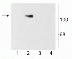 Western blot of 10 µg of HEK 293 cells showing specific immunolabeling of the ~120 kDa NR1 subunit of the NMDA receptor containing the C2 splice variant insert (lane 2). 1) HEK cells without NR1 expression; 2) NR1 subunit containing only the C2 Insert; 3) NR1 subunit containing the C1 and C2' insert; 4) NR1 subunit containing the N1 and C2' insert.
