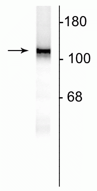 Western blot of 10 µg of rat hippocampal lysate showing specific immunolabeling of the ~120 kDa NR1 subunit of the NMDA receptor.