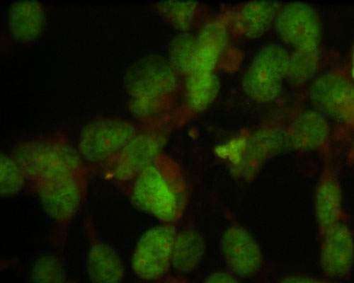 Immunostaining of HeLa cells showing specific labeling of nuclei using the anti-nuclei antibody (cat. 1590-NUC, 1:100, green). 