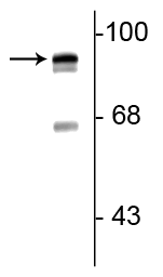 Western blot of rat lung lysate showing specific immunolabeling of the ~93 kDa periostin protein doublet. 