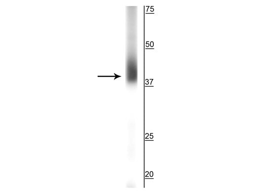 Western blot of rat retina showing specific labeling of the ~39 kDa rhodopsin protein.