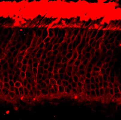 Immunofluorescence of mouse retinal section showing specific immunolabeling of the rhodopsin protein(cat. 1840-RHO, red, 1:100) in the rod spherules. Photo courtesy Mary Raven, University of California, Santa Barbara, CA.
