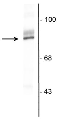 Western blot of HeLa cell lysate showing specific immunolabeling of the ~90 kDa RSK2 protein. 