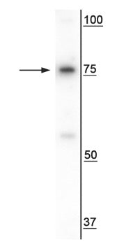 Western blot of HeLa cell lysate showing specific immunolabeling of the ~79 kDa SARM1 protein.