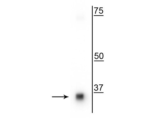 Western blot of T47D cell lysate showing specific immunolabeling of the ~35 kDa survival motor neuron (SMN) protein.