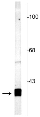 Western blot of rat cortical lysate showing specific labeling of the ~25 kDa SNAP25 protein. 