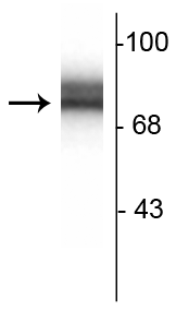 Western blot of 10ug of rat hippocampal lysate showing specific immunolabeling of the ~78 kDa synapsin I doublet protein.