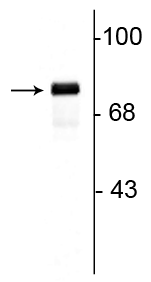 Western blot of rat hippocampal lysate showing specific immunolabeling of the ~78 kDa synapsin I doublet protein.