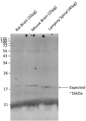 Western blot showing specific immunolabeling of Synaptobrevin (VAMP, cat. 1933-SYB, 1:1000) in mouse brain, rat brain, and lamprey spinal cord. Image kindly provided by Karina Vargas, University of Pittsburgh.