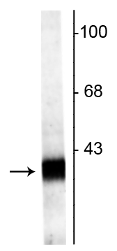 Western blot of rat hippocampal lysate showing specific labeling of the ~38 kDa Synaptophysin2 protein. 