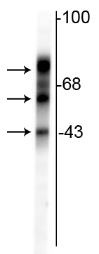 Western blot of rat cortical lysate showing specific immunolabeling of the ~48 kDa, ~65 kDa & ~75 kDa tau isoforms.