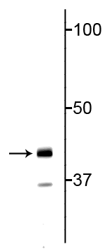 Western blot of neonatal rat brain lysate showing specific immunolabeling of the ~43 kDa TDP43 protein. 