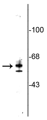 Western blot of rat testicular lysate showing specific immunolabeling of the ~64 kDa TR2 protein. 