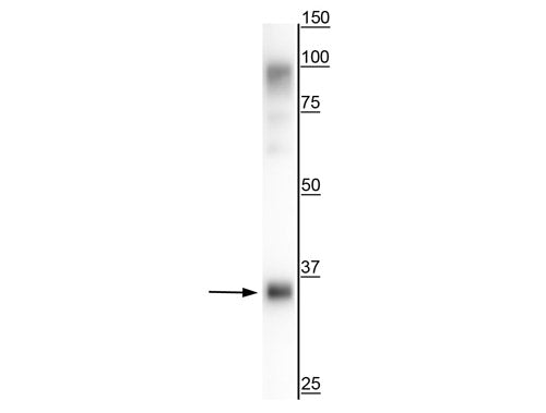 Western blot of rat liver showing specific immunolabeling of the ~35 kDa TGN38/46 protein. Also present is the glycosylated TGN 38/46 protein at ~97 kDa.