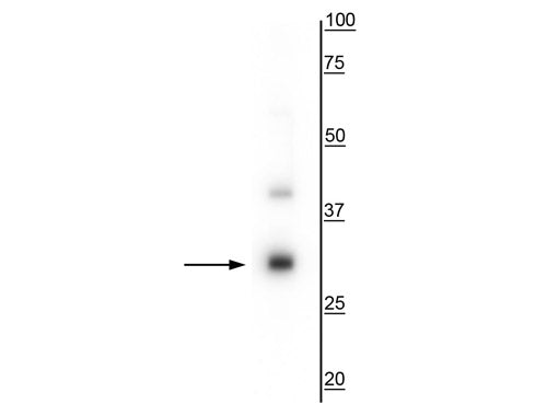 Western blot of mouse whole brain lysate showing specific immunolabeling of the ~28 kDa TREM2 protein.