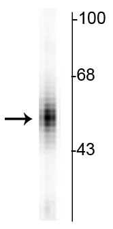 Western blot of human dorsal Raphe nucleus showing specific immunolabeling of the ~55 kDa tryptophan hydroxylase protein. 