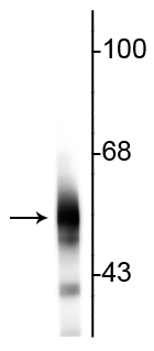 Western blot of rat cortical lysate showing specific immunolabeling of the ~55 kDa beta III tubulin protein. 