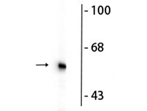 Western blot of 10 ug of rat whole brain lysate showing specific immunolabeling of the ~60 kDa tyrosine hydroxylase protein.