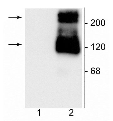 Western blot of 10 µg of HEK 293 cells expressing: 1) mGluR5 and 2) mGluR1a. Specific immunolabeling of the ~125 kDa monomer and the ~250 kDa dimer of mGluR1a is shown in the second lane (2). Specificity is confirmed in the first lane (1), as the mGluR1a antibody shows no reactivity toward mGluR5.