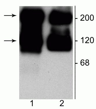 Western blot of 10 µg of HEK 293 cells expressing: 1) mGluR5 and 2) mGluR1a showing the specific immunolabeling of the ~125 kDa monomer and the ~250 kDa dimers of both mGluR1a (2) and mGluR5 (1). 