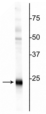 Western blot of rat hippocampal homogenate showing specific immunolabeling of the ~24 kDa UCHL1 protein. 