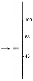 Western blot of rat olfactory bulb lysate showing specific immunolabeling of the ~53 kDa VGAT protein. 